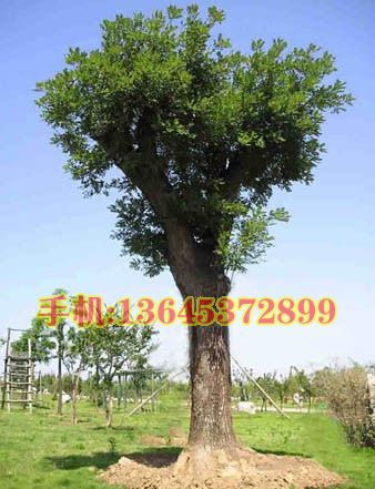  r 15ևr