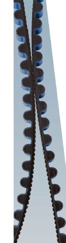 һ(j)ʿCodonbelt