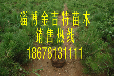 (yng)С磬40-50
