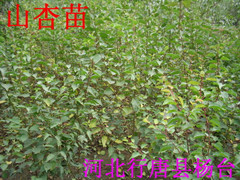 ӱʡʯfu(mi)(sh)u(mi)(sh)۹(sh)