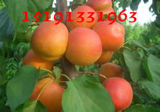 S@tӃr