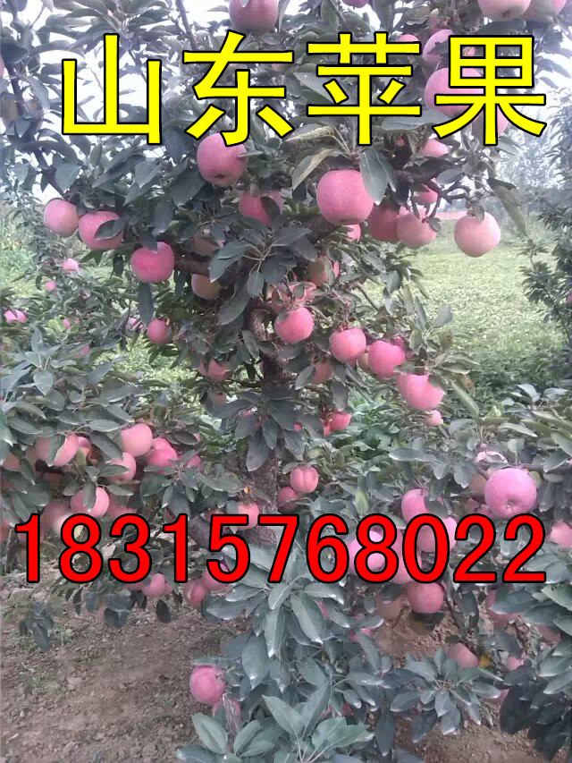 RʼtʿrRʼtʿrRʼtʿOrƫ