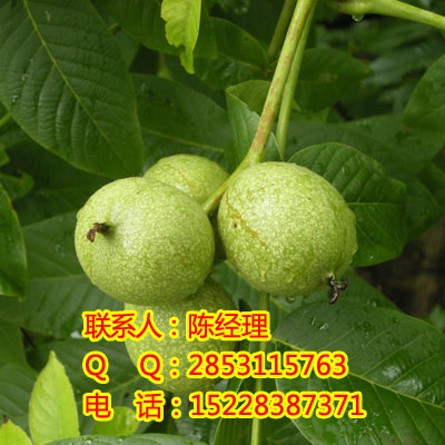 ôന磿ݴݴЧ