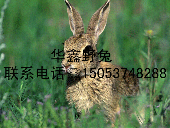xsҰB(yng)ֳҰ