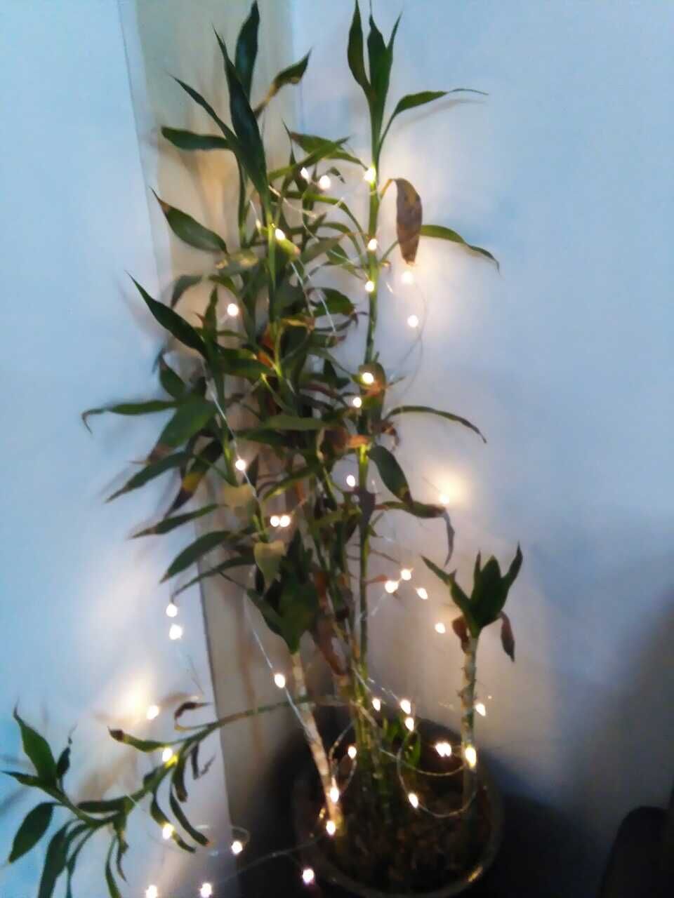 YƷLEDb LED~ LEDʥQ 550