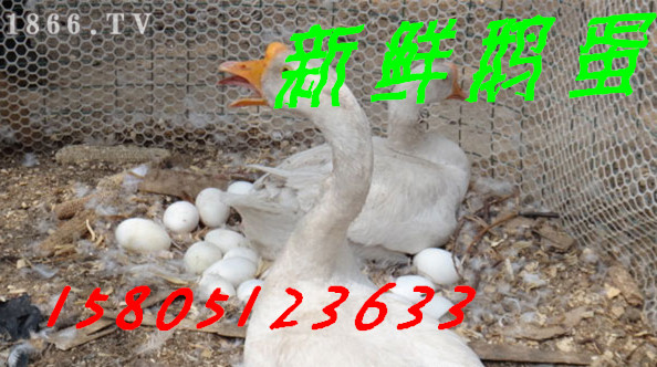 rZ rZXһ