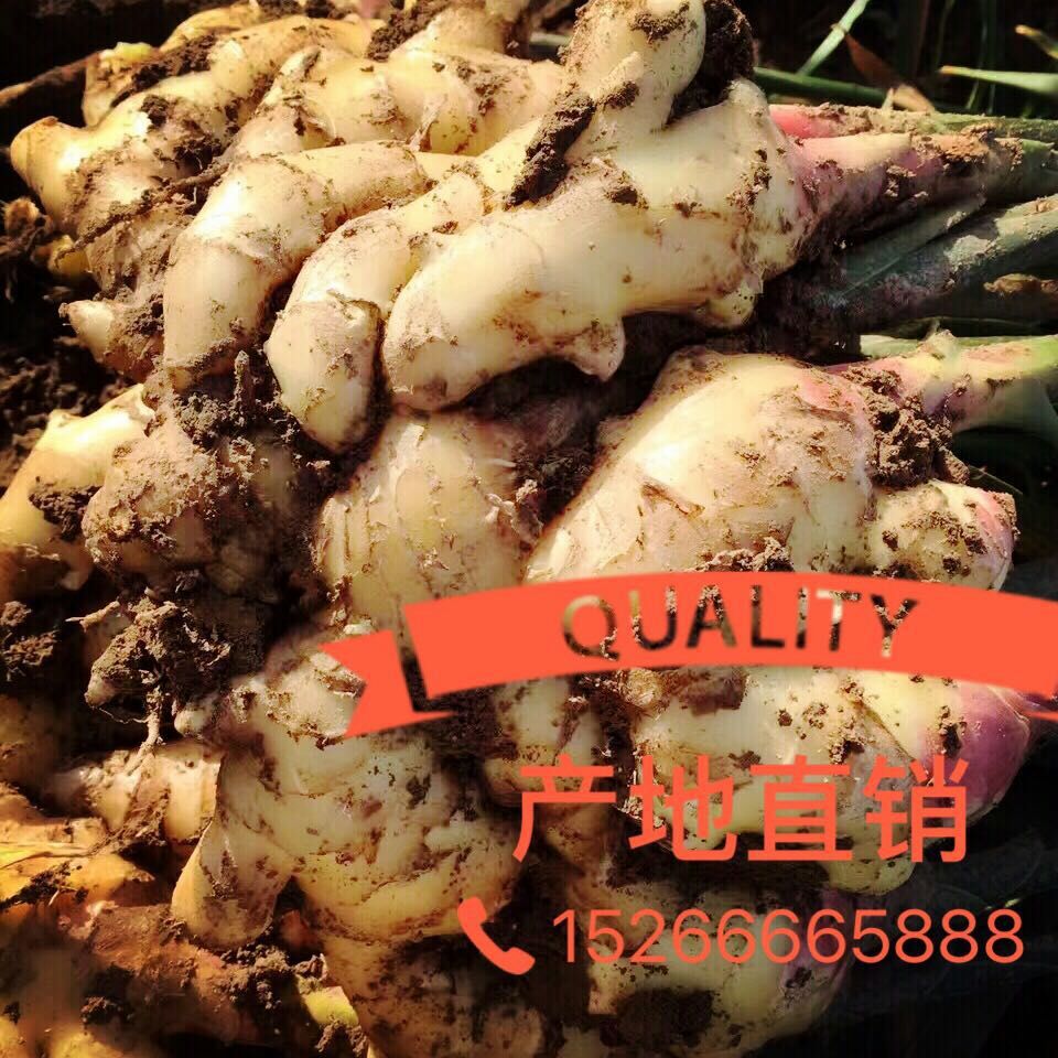 ɽ|(yu)|(zh)СSѽl(f)15266665888