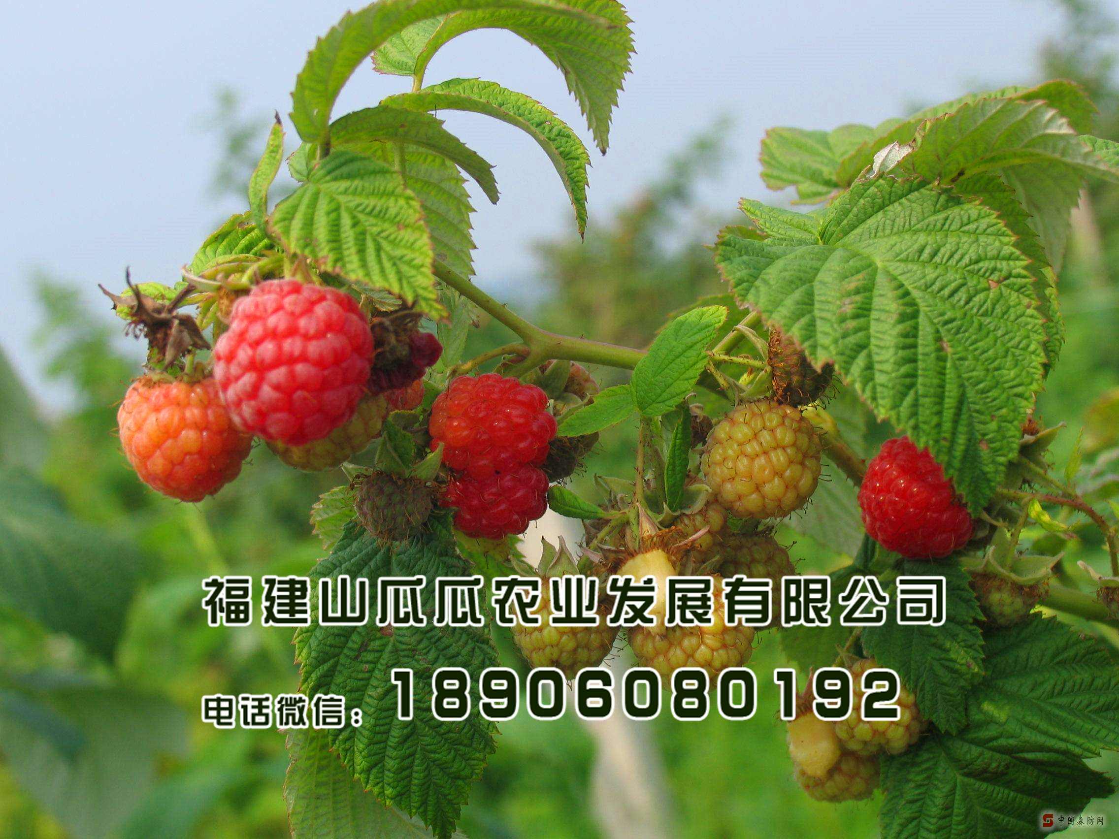 һɫˮ-~ӷN tݮ߮a