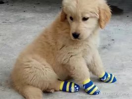 Vݴ͹I(y)ֳأVݽëȮ֮ңëȮr(ji)
