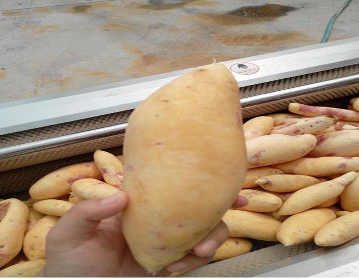 ԎܝLͲʽĵϠϴCϖëLϴC