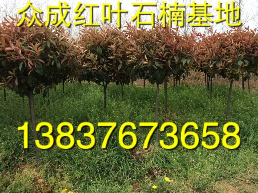 2ּt~ʯ   2քr   rֱN1ֹ