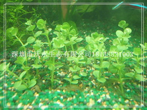 гˮֲr񣬳깩Nгˮֲ