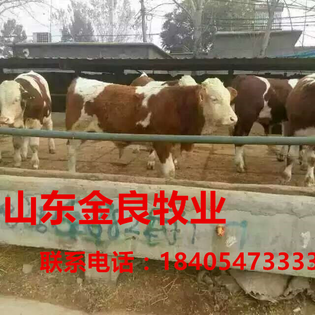 ţB(yng)ֳ(chng)ţr(ji) T(mn)ţكr(ji) Сţكr(ji) e(bo)