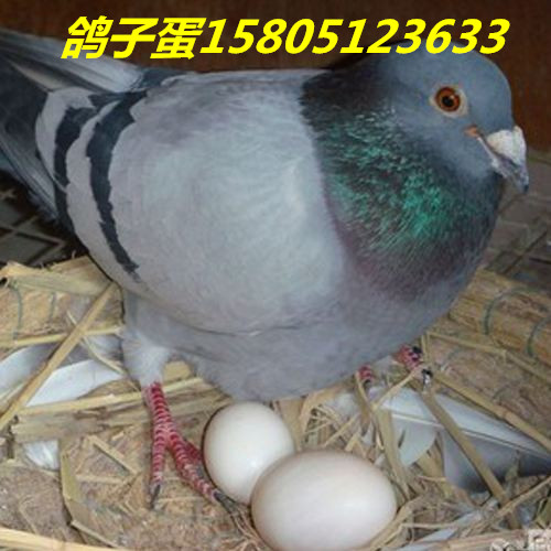 ӵuӵ