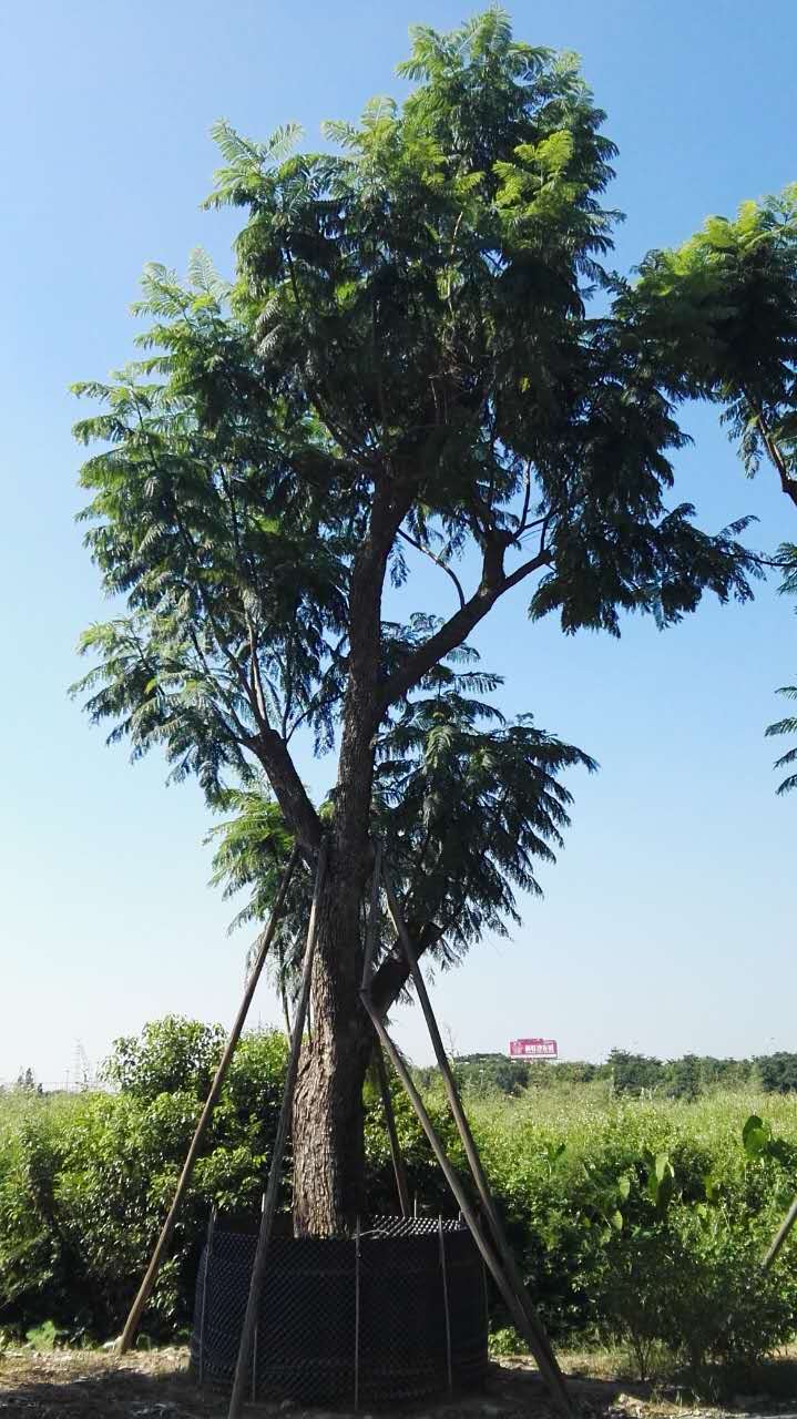 ҎRȫ{Уr񌍻ݣƷNRȫ