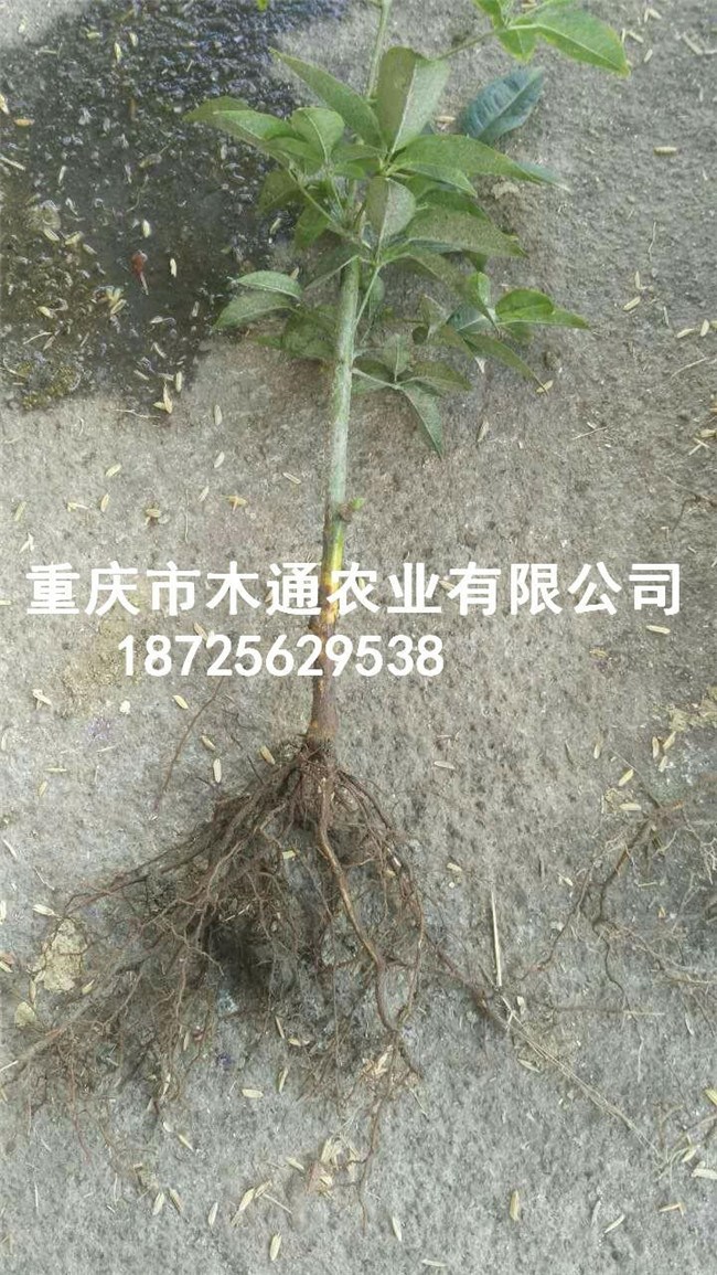 ¹ϷN硢SN硢SϞϷN硢S𽶷N硢~ľͨN硣