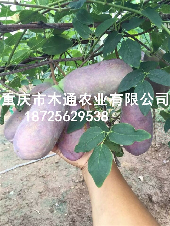 ¹_¹ըNl