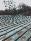 픷·zu