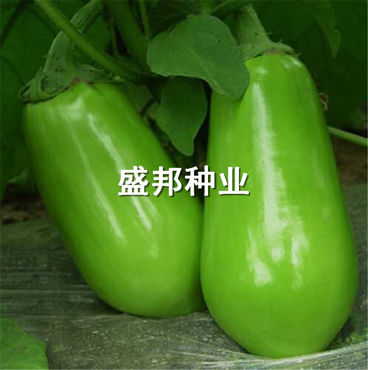 ޽Ӿ  GƤ    /