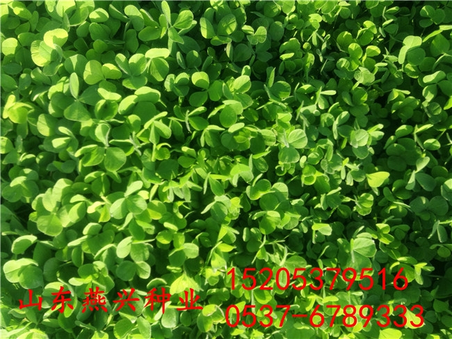 yo²u