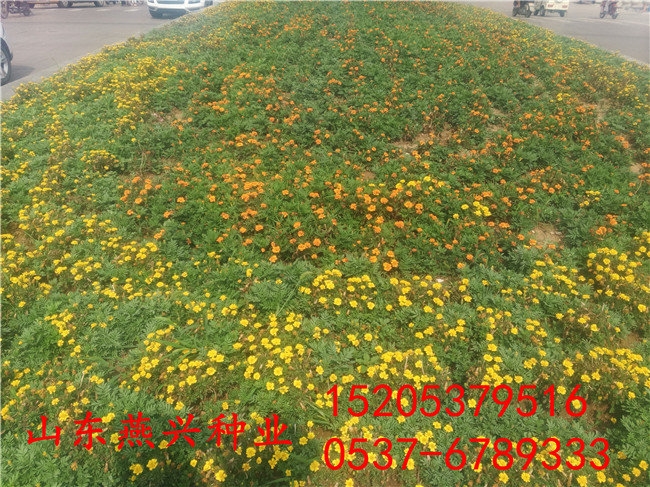 Ѓ|GƺNӃr