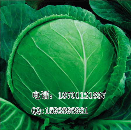 Mڸ{NӦ{NӃr|mȾ80{N